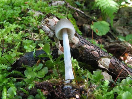 Mycena abramsii