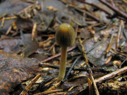 Mycena citrinomarginata