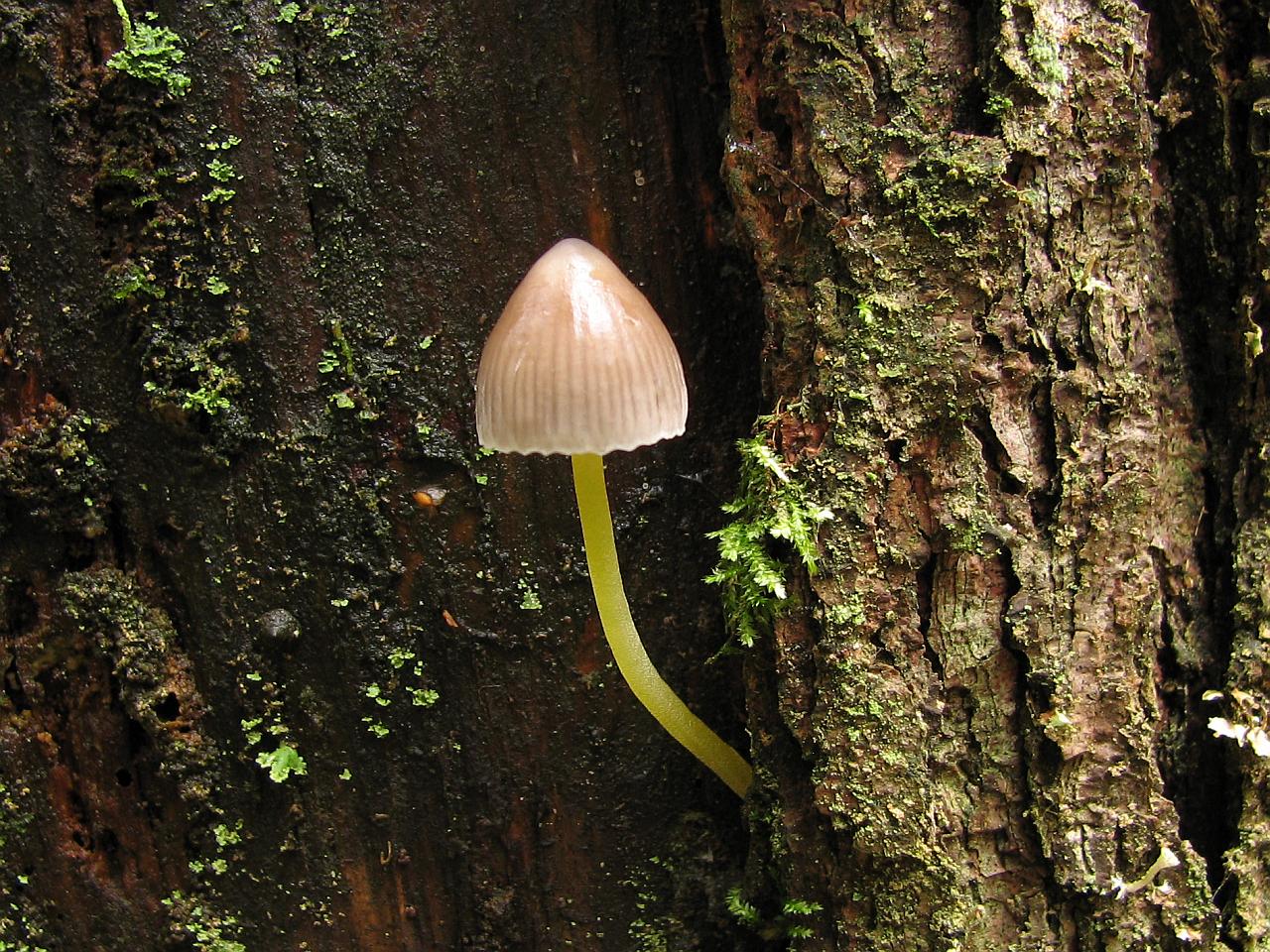 Mycena epipterygia