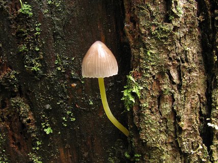 Mycena epipterygia
