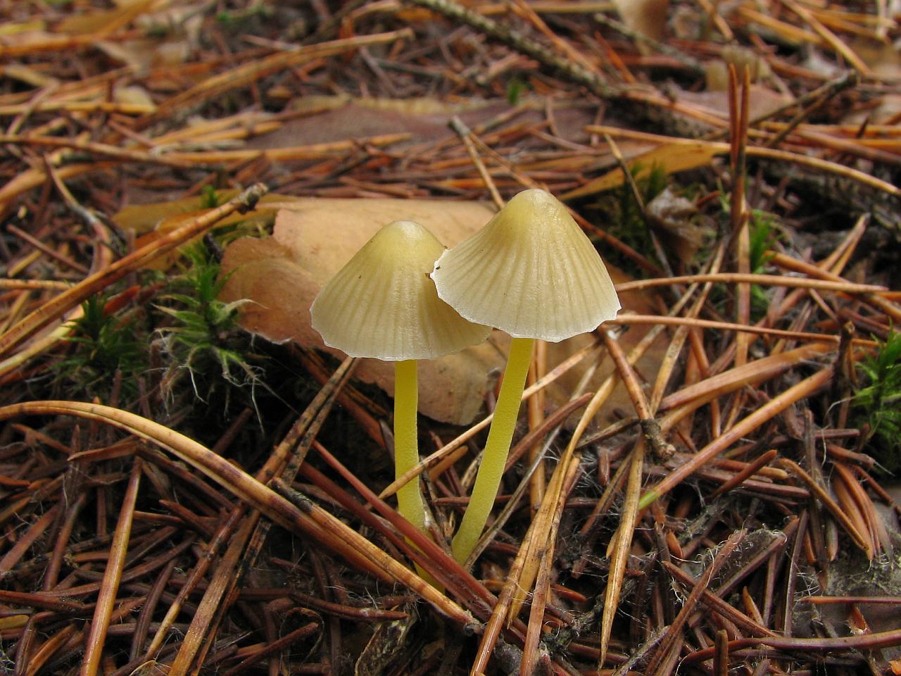 Mycena_epipterygioides