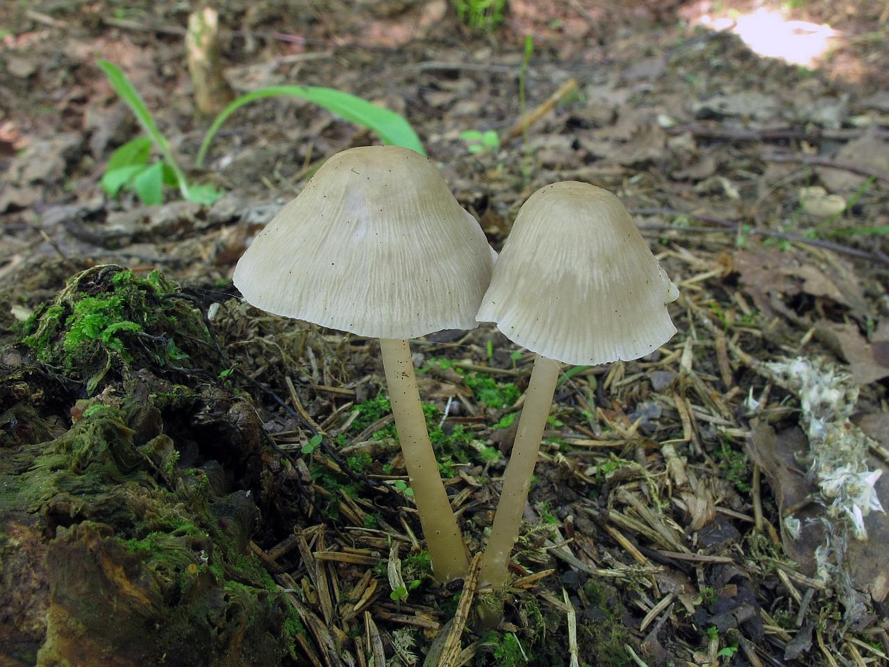 Mycena galericulata