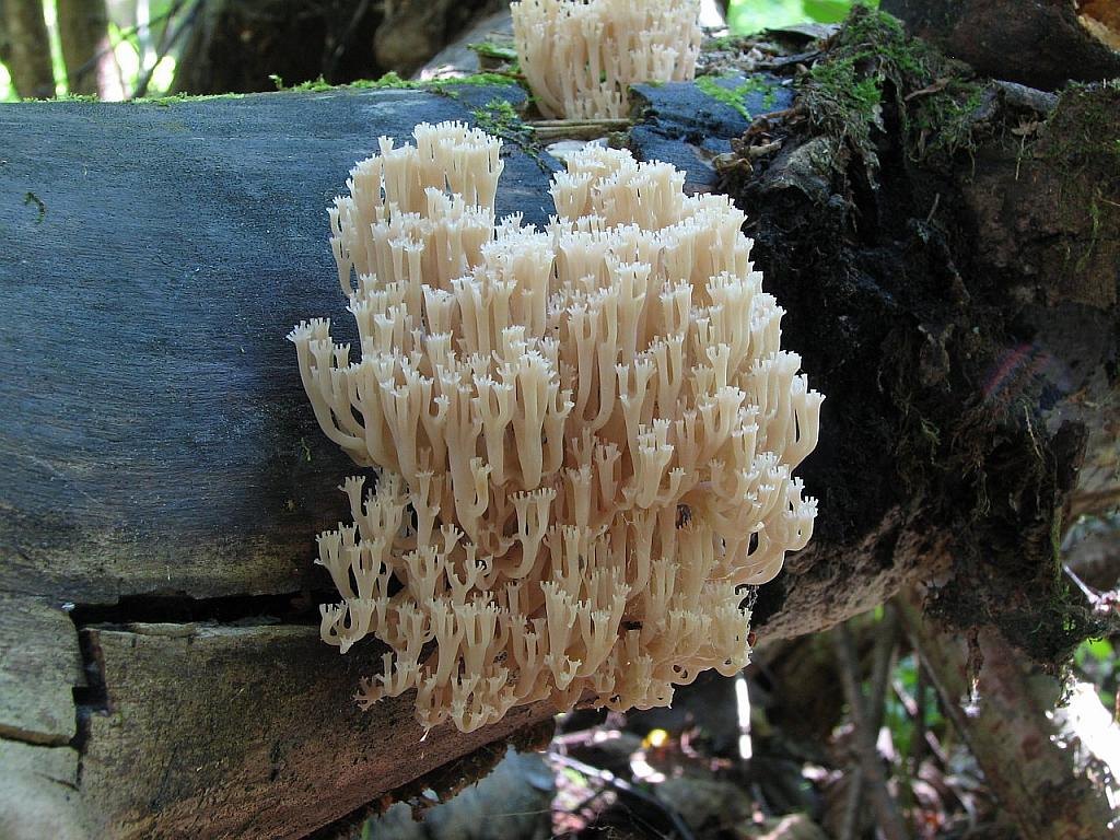 Artomyces