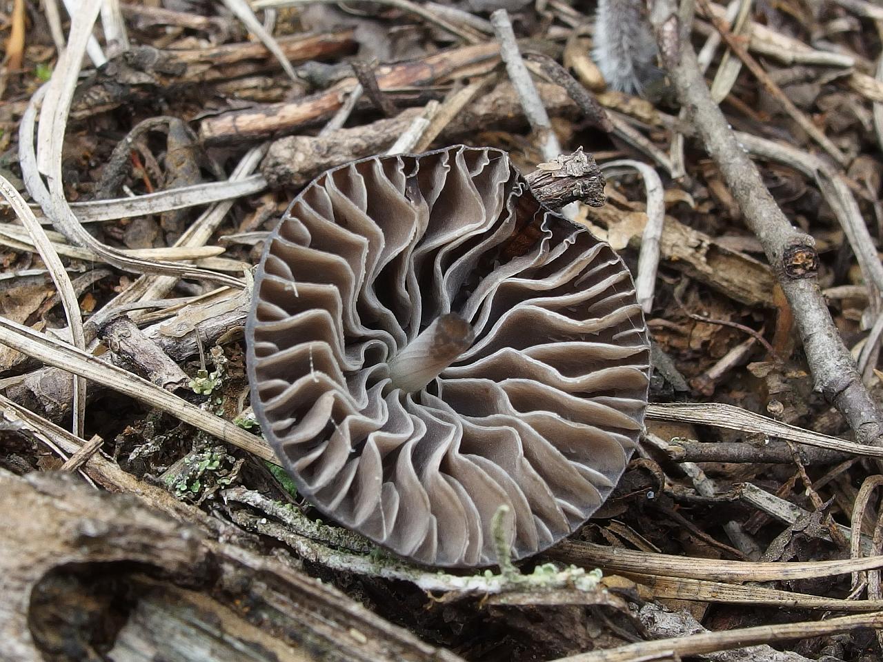 Mycena galopus
