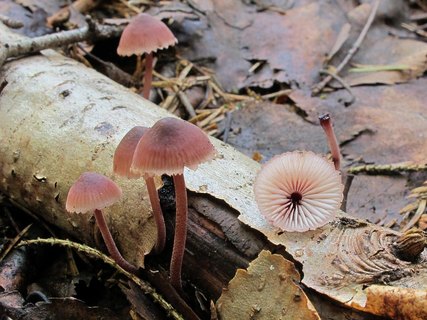 Mycena haematopus