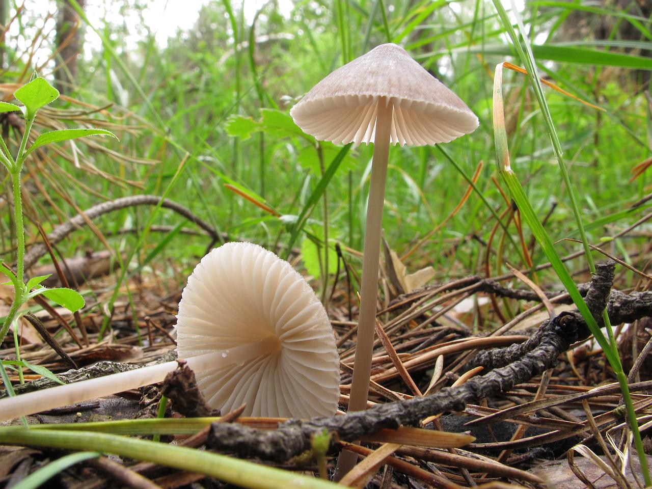 Mycena leptocephala