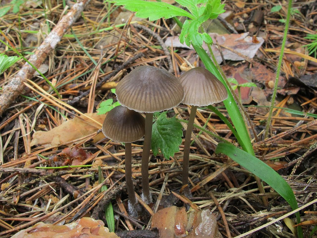 Mycena leptocephala