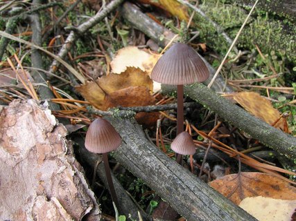Mycena purpureofusca