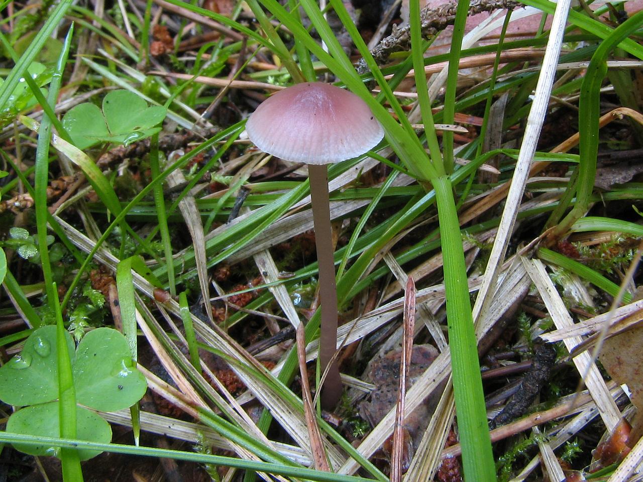 Mycena rosea