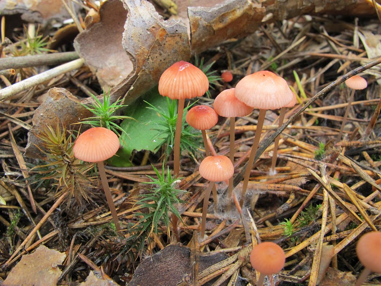 Mycena rosella