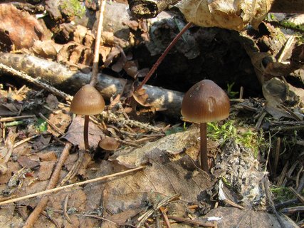 Mycena strobilicola
