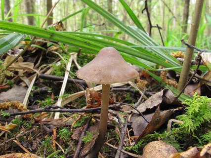 Mycena strobilicola