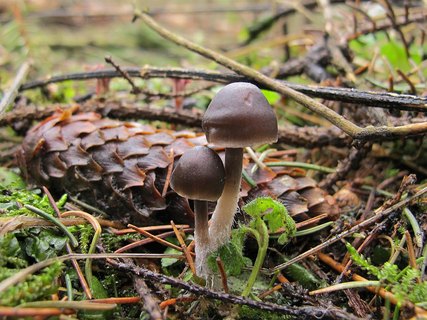 Mycena strobilicola