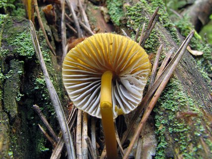 Mycena viridimarginata