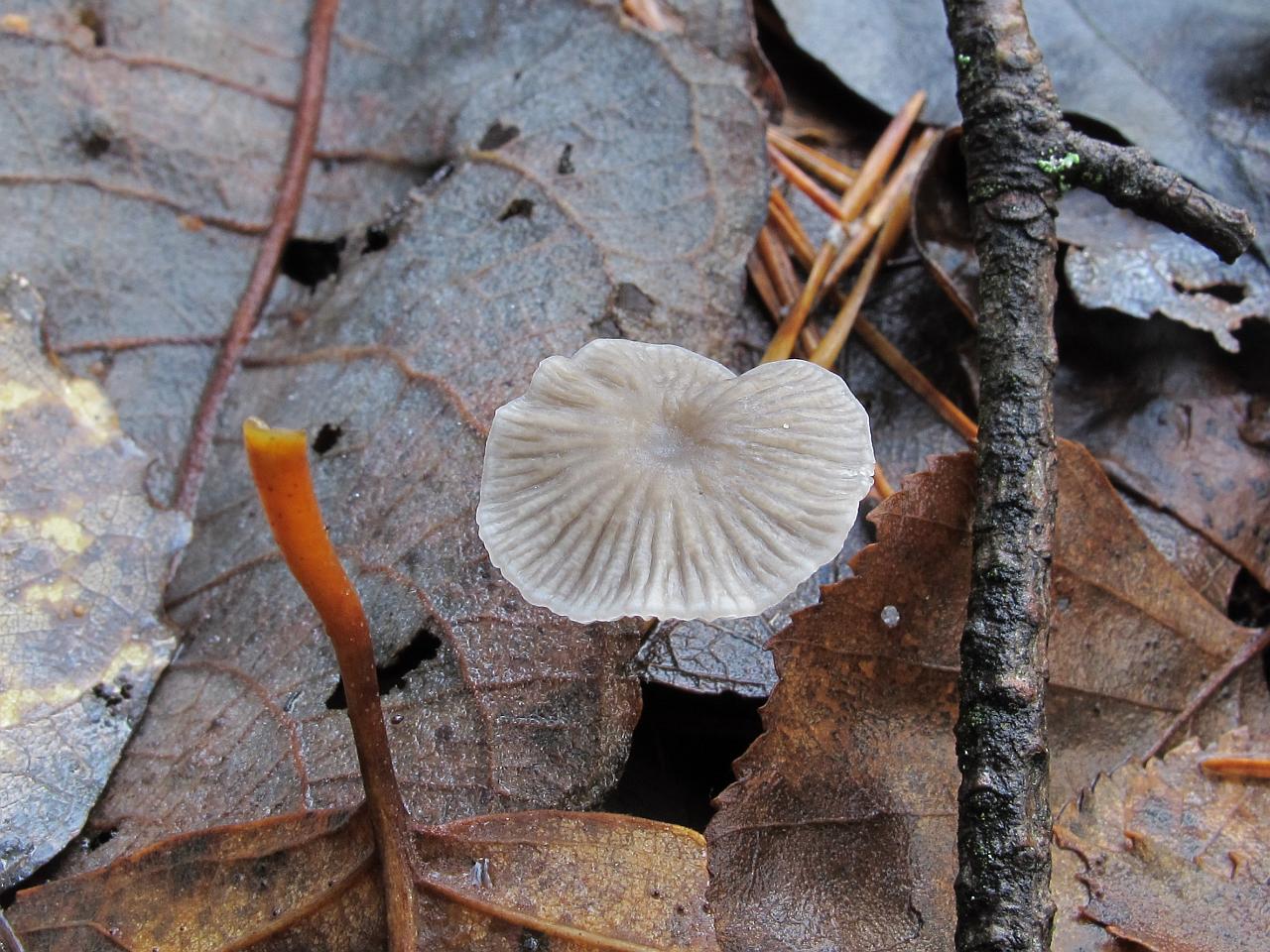 Mycena vulgaris