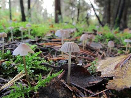 Mycena vulgaris