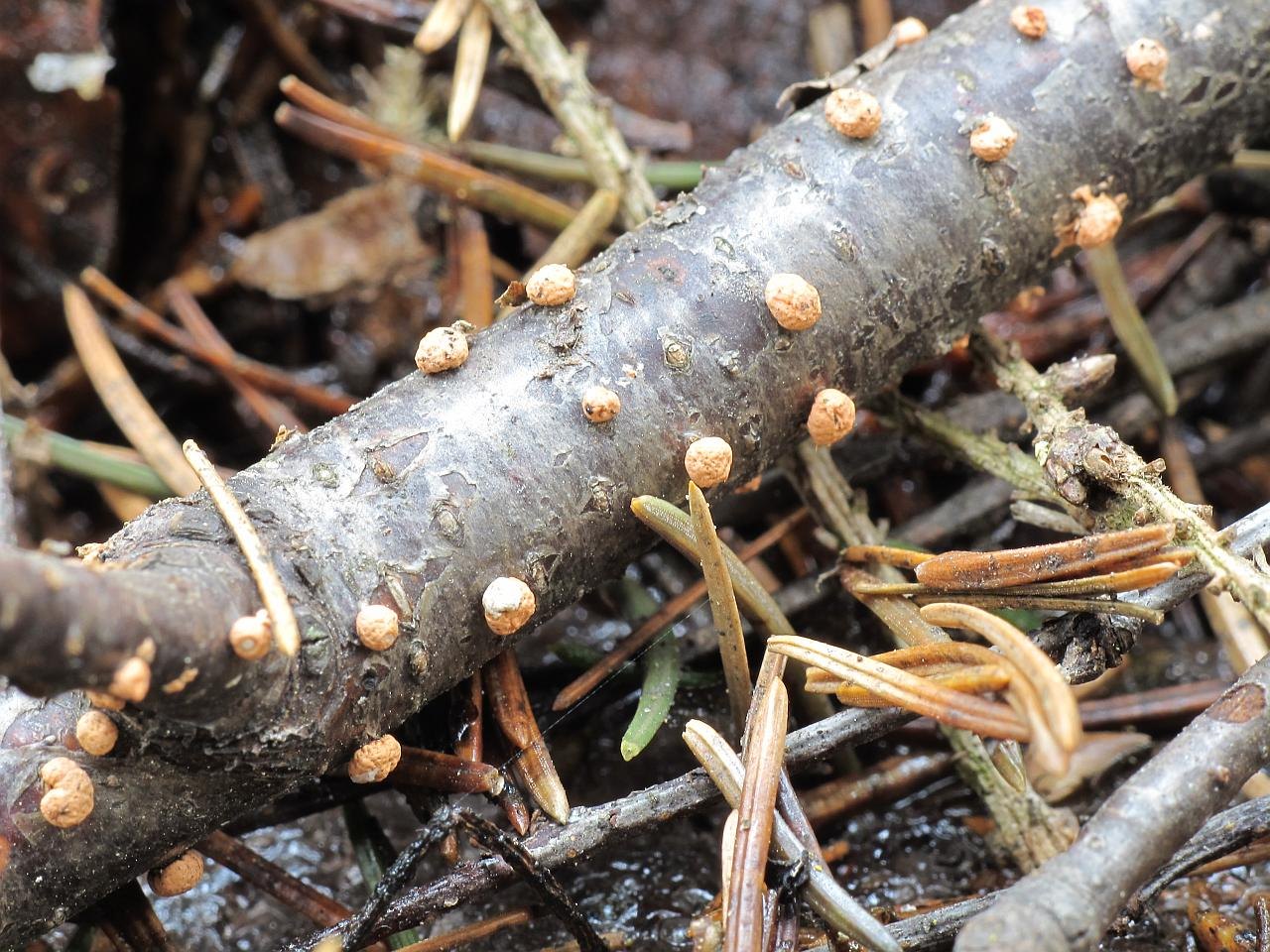 Nectria