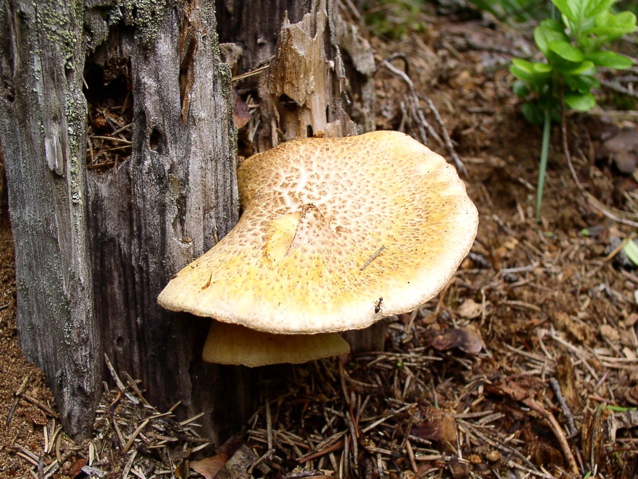 Neolentinus lepideus