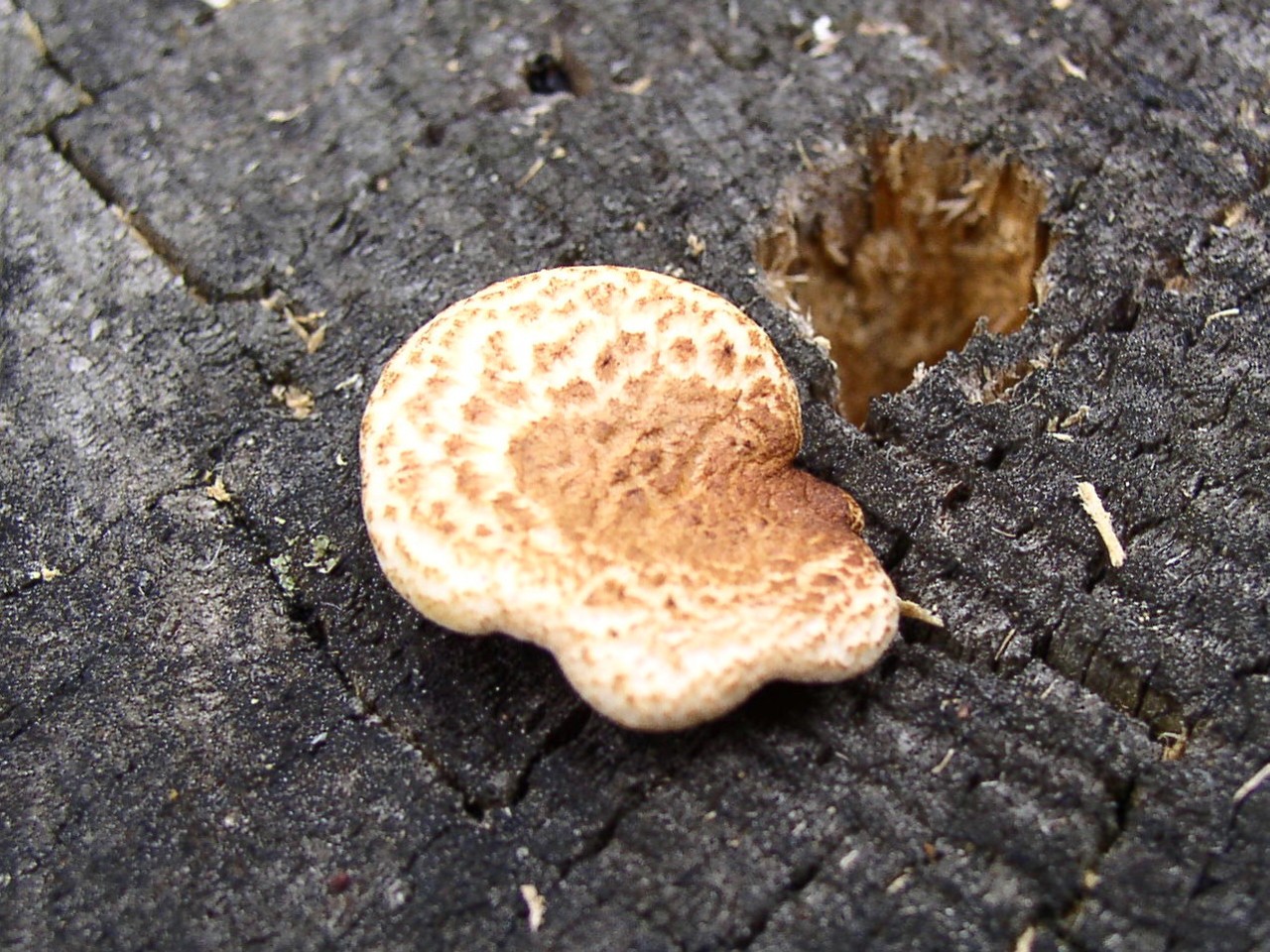 Neolentinus lepideus