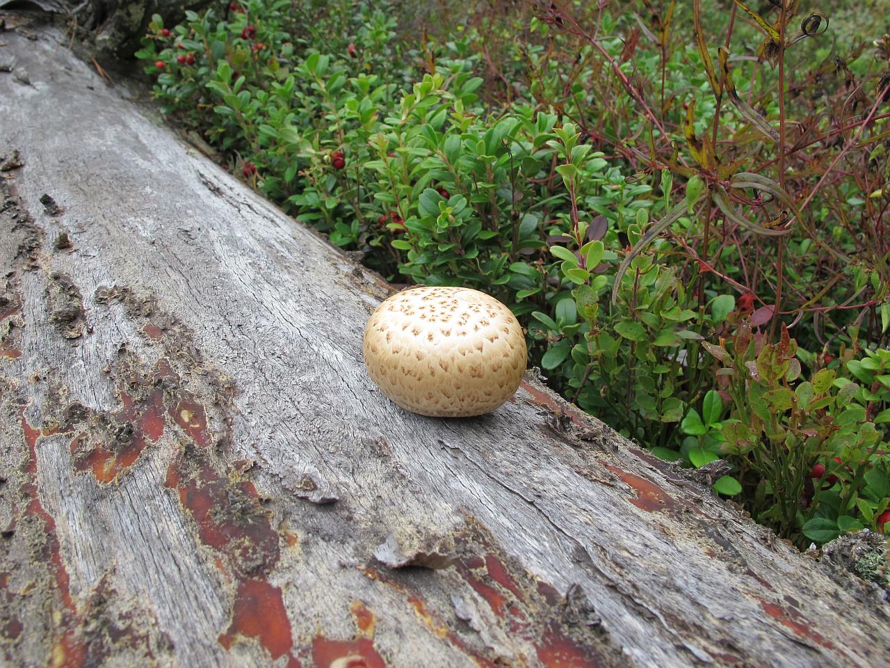 Neolentinus lepideus