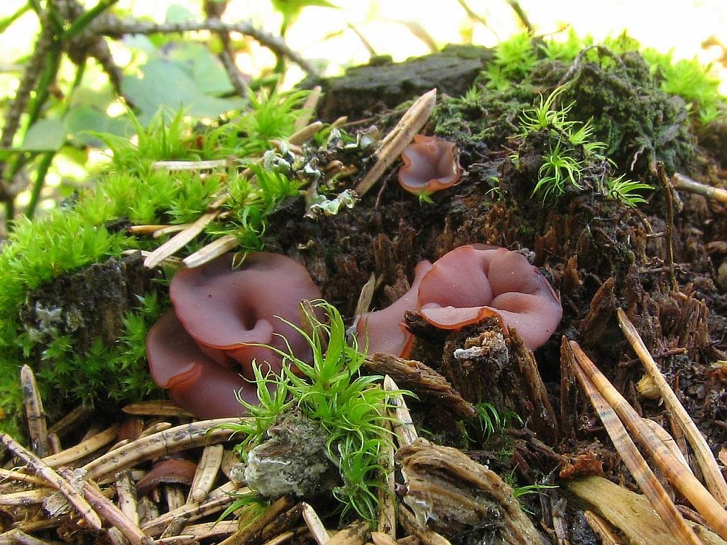 Ascocoryne