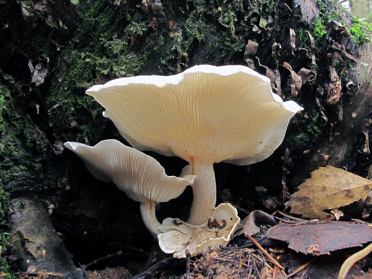 Ossicaulis lignatilis