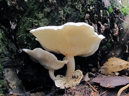 Ossicaulis lignatilis