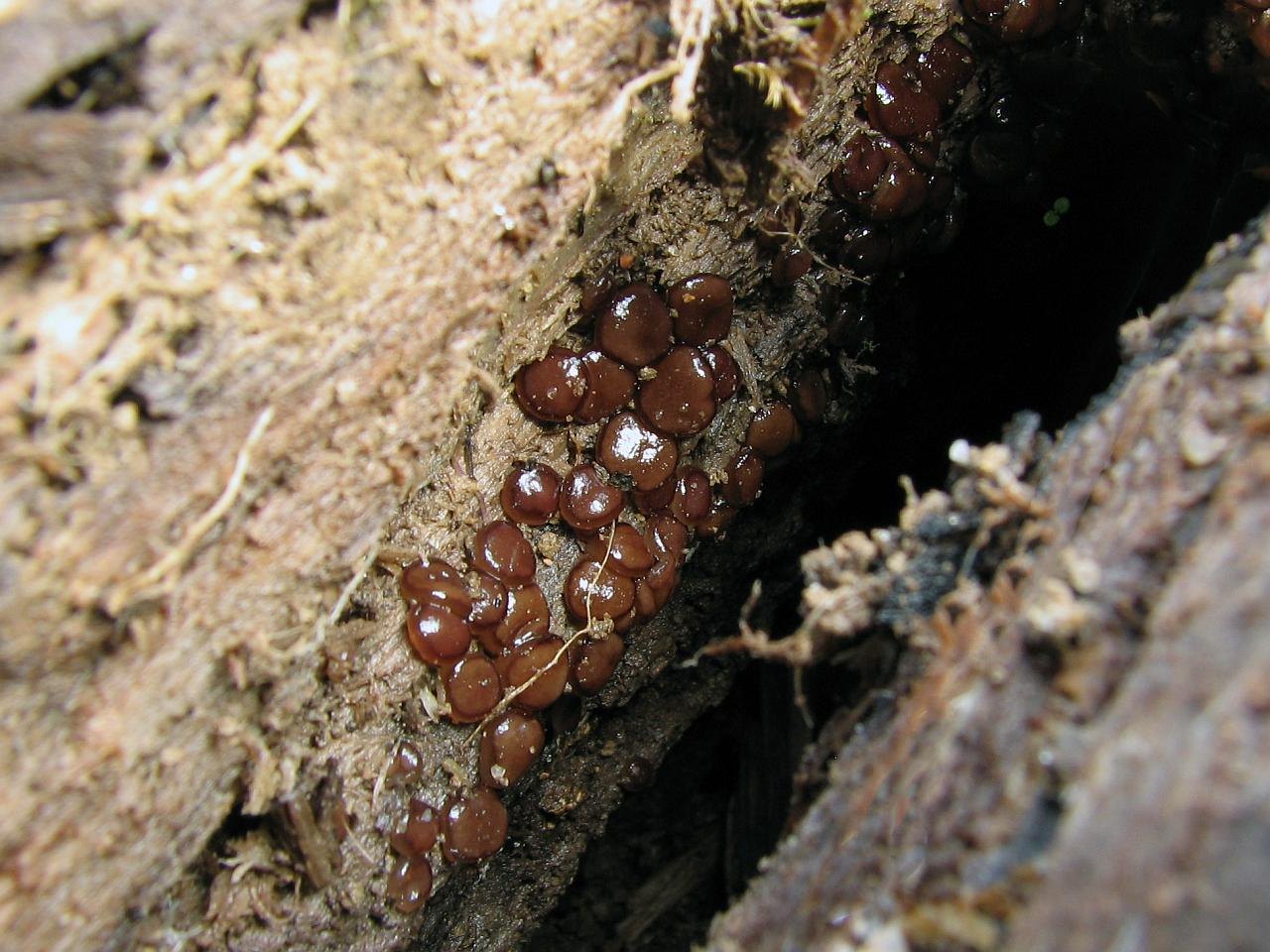 Pachyella