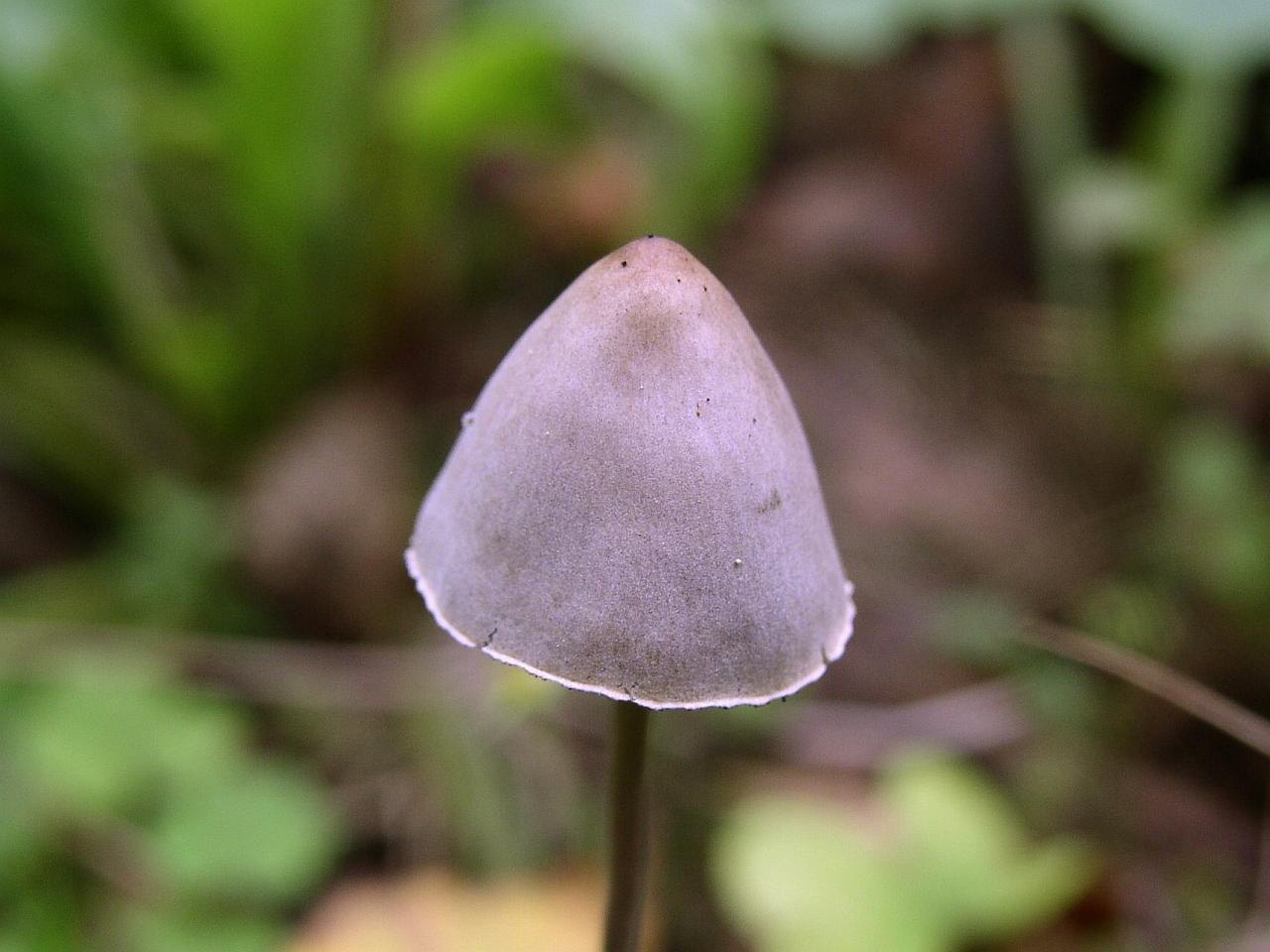 Panaeolus