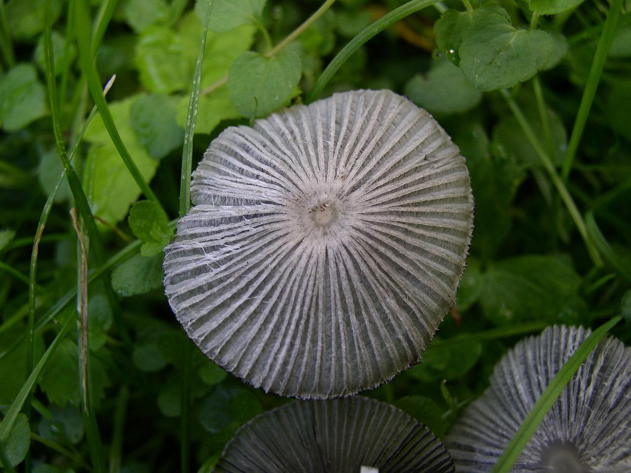 Parasola plicatilis