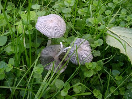 Parasola plicatilis