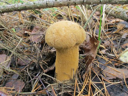 Phaeolepiota aurea