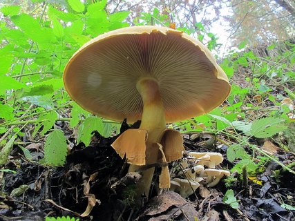 Phaeolepiota aurea