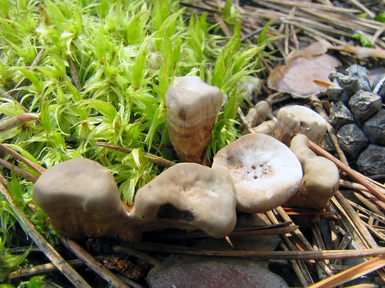 Phellodon tomentosus