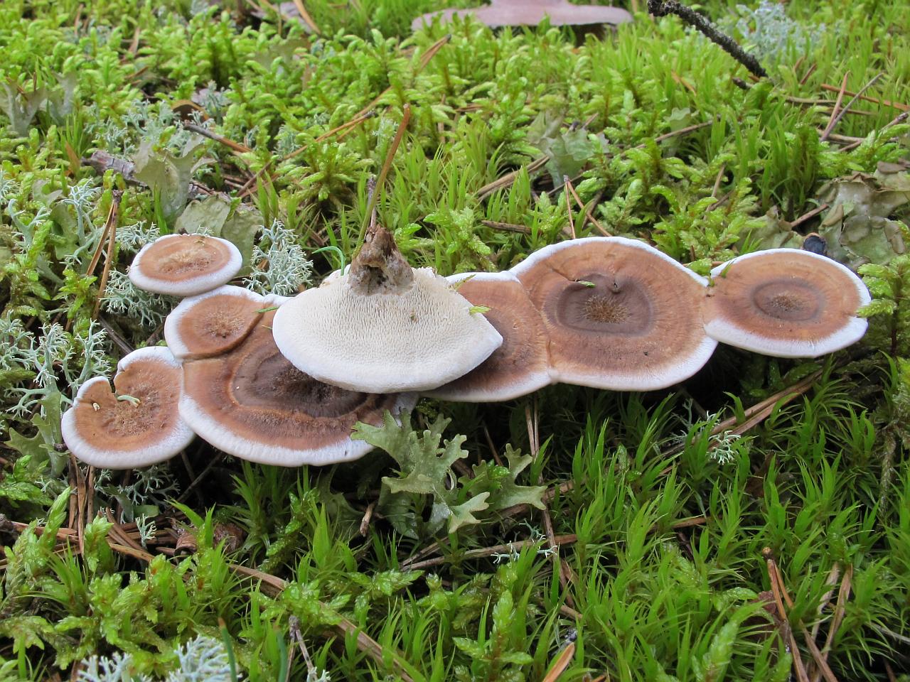 Phellodon tomentosus