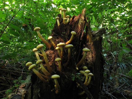 Pholiota alnicola