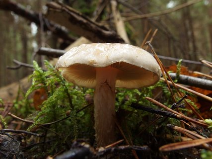 Pholiota lenta