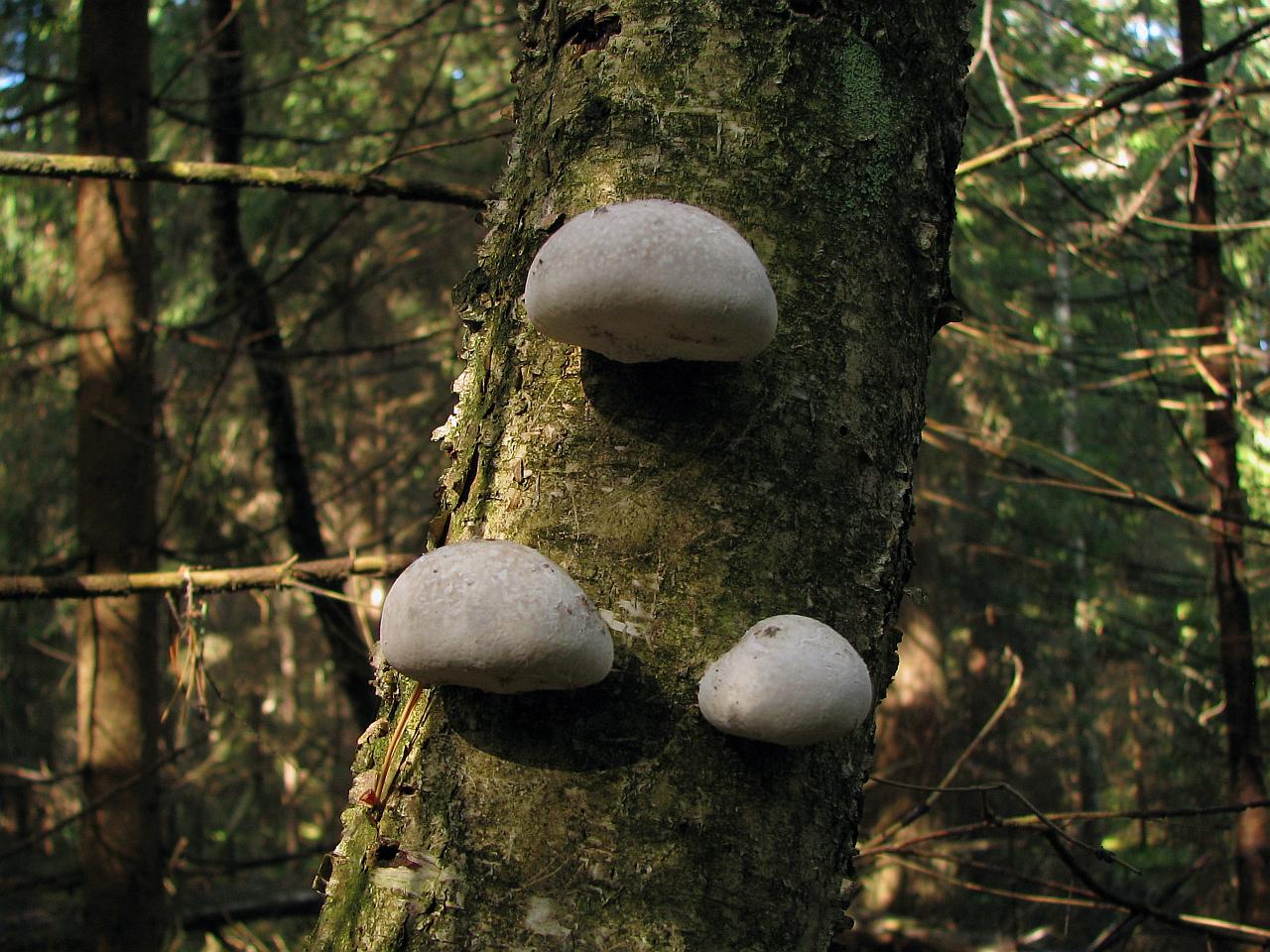 Fomitopsis betulina