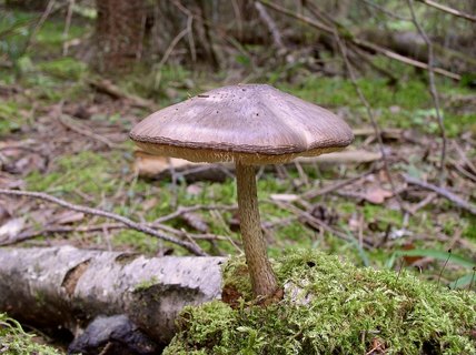 Pluteus cervinus