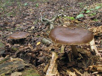 Pluteus cervinus