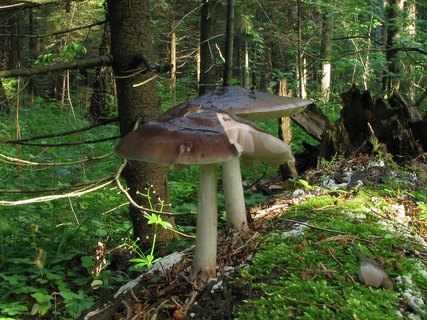 Pluteus cervinus