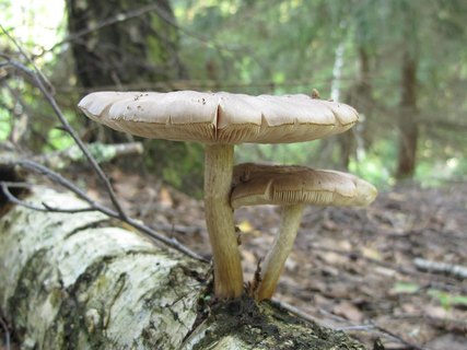 Pluteus cervinus