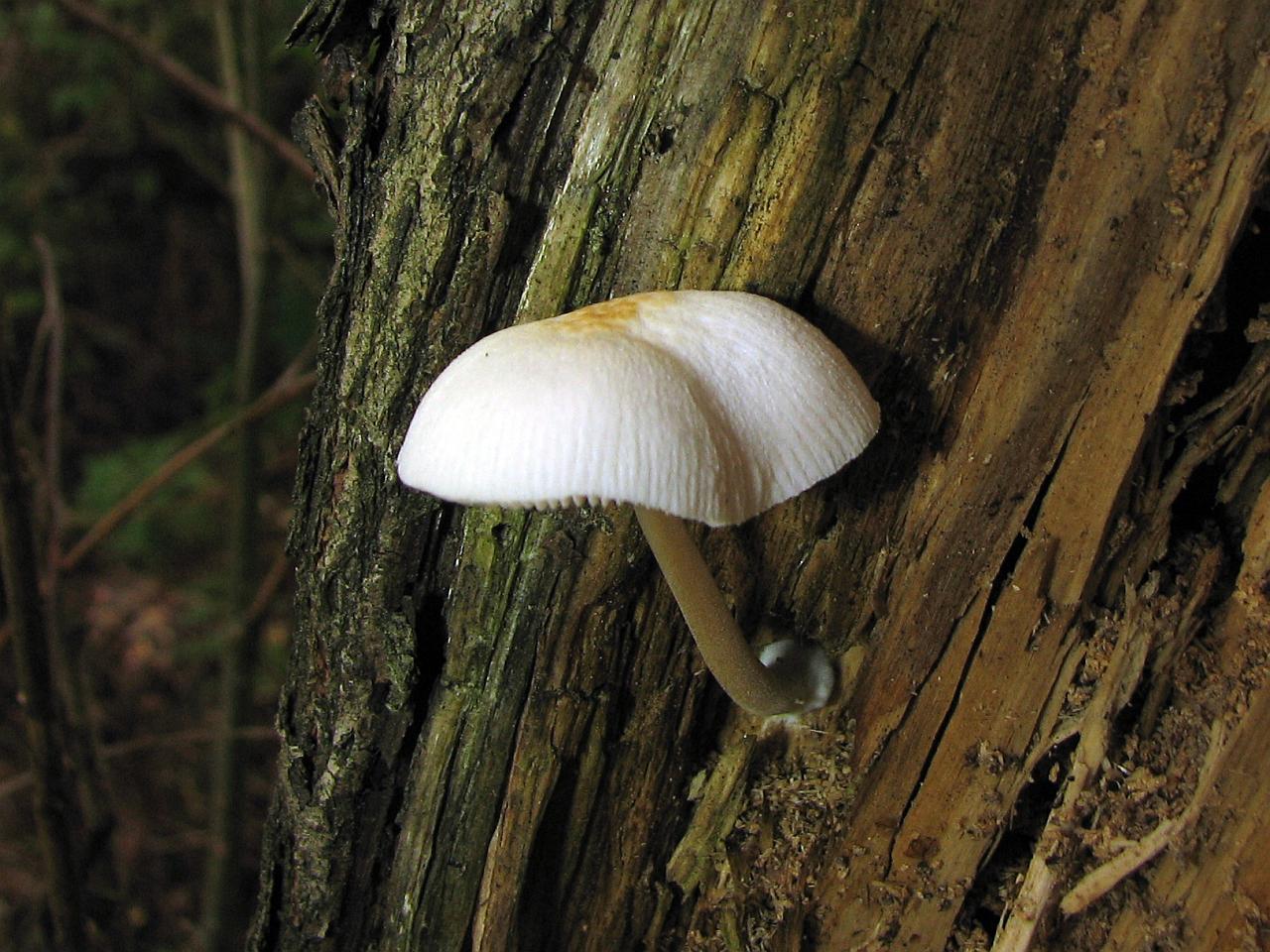 Pluteus semibulbosus
