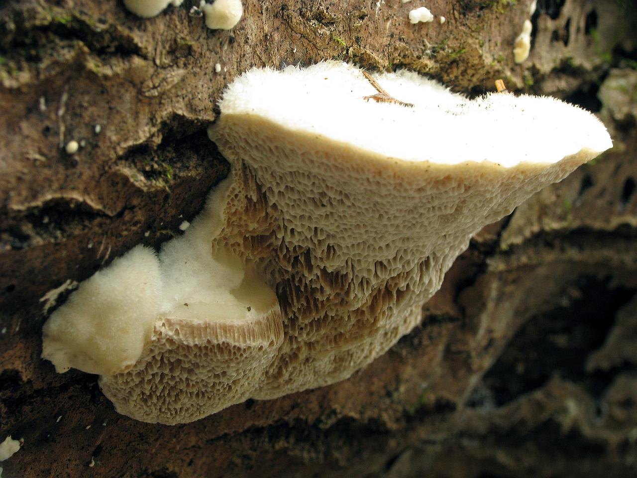 Postia