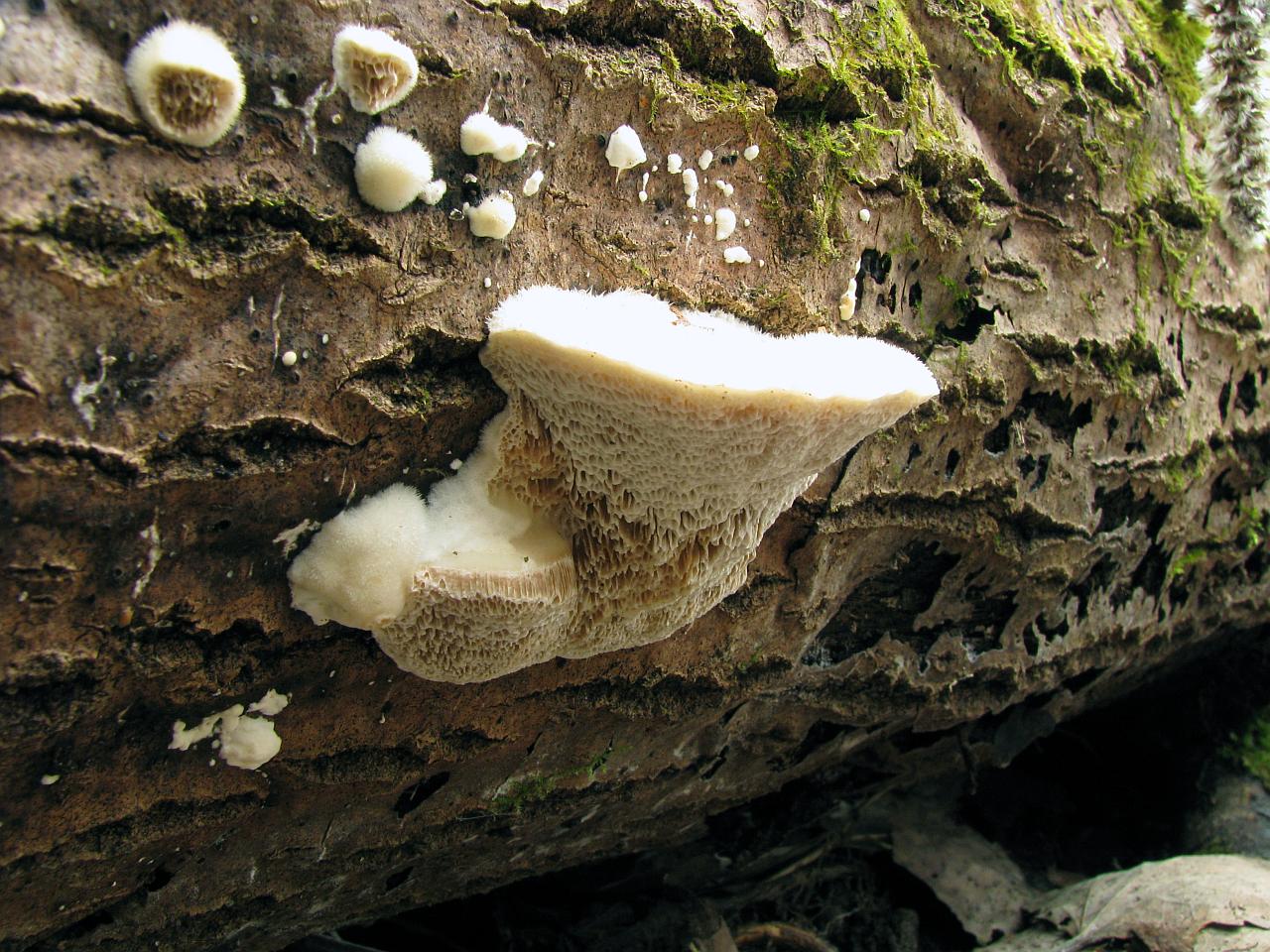 Postia tephroleuca