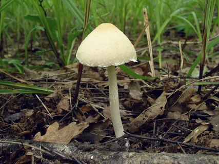 Psathyrella candolleana
