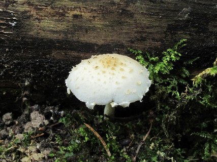 Psathyrella candolleana