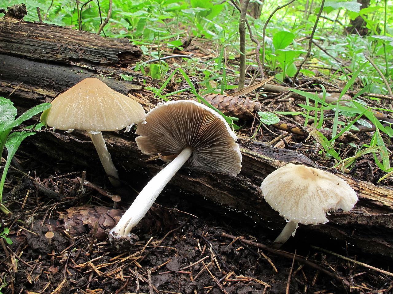 Psathyrella candolleana