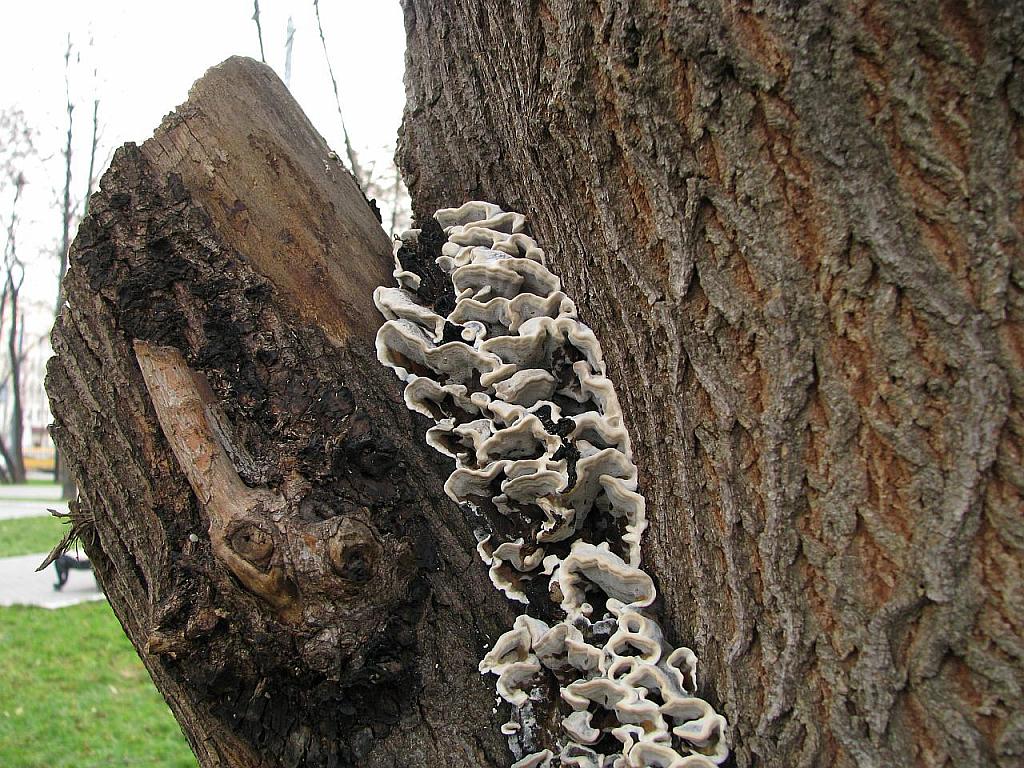 Bjerkandera adusta