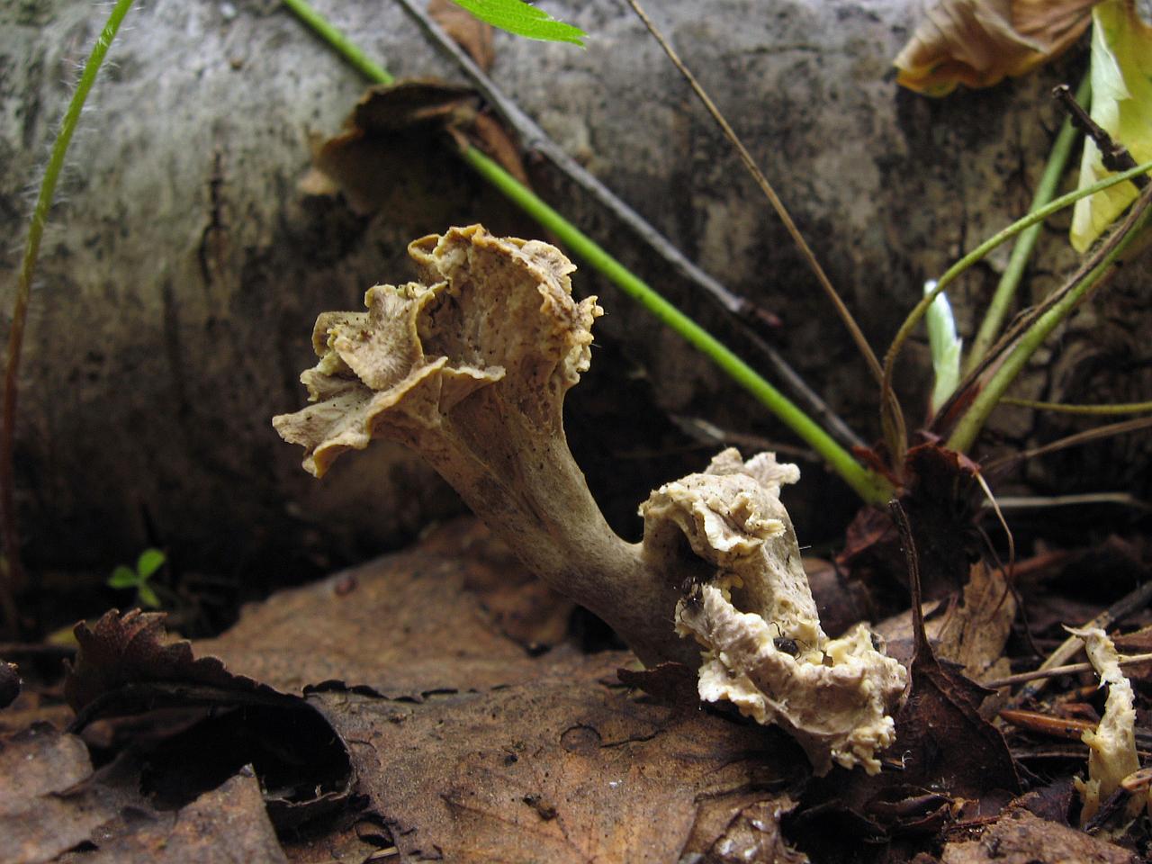 Pseudocraterellus undulatus